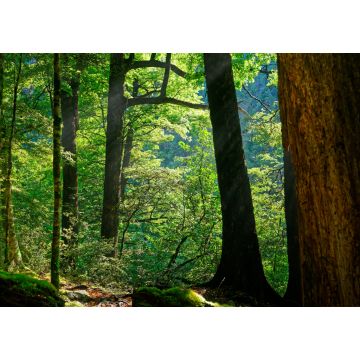 Lais Puzzle - Morgensonne, die durch die Buchen im Nelson Lakes National Park, Neuseeland, scheint - 1.000 Teile