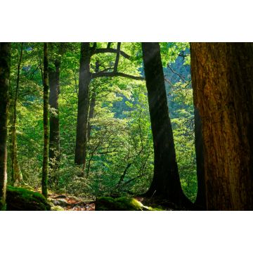 Lais Puzzle - Morgensonne, die durch die Buchen im Nelson Lakes National Park, Neuseeland, scheint - 2.000 Teile