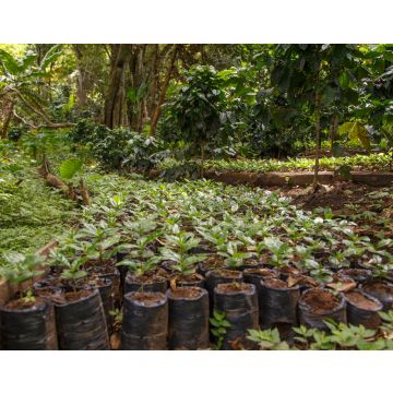Lais Puzzle - Kleine Kaffeepflanzen, Baumschule aus Nicaragua - 40, 100, 200, 500, 1.000 & 2.000 Teile