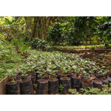 Lais Puzzle - Kleine Kaffeepflanzen, Baumschule aus Nicaragua - 1.000 Teile