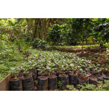 Lais Puzzle - Kleine Kaffeepflanzen, Baumschule aus Nicaragua - 2.000 Teile