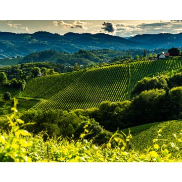 Lais Puzzle - Österreich, Südsteiermark Weinberge Reiseziel. Touristischer Ort für Wein - 40, 100, 200, 500, 1.000 & 2.000 Teile