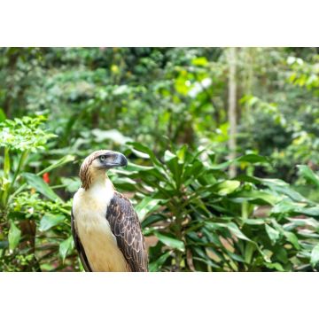 Lais Puzzle - Ansicht und Landschaft der Region Mindanao, Philippinen, Gebiet Lanuza und Cortez - 1.000 Teile