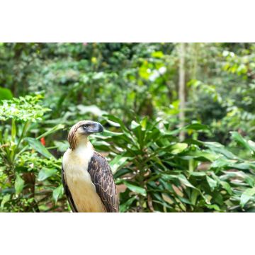Lais Puzzle - Ansicht und Landschaft der Region Mindanao, Philippinen, Gebiet Lanuza und Cortez - 2.000 Teile