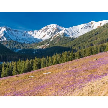 Lais Puzzle - Tatra-Gebirge, Polen, Krokusse im Chocholowska-Tal - 40, 100, 200, 500, 1.000 & 2.000 Teile