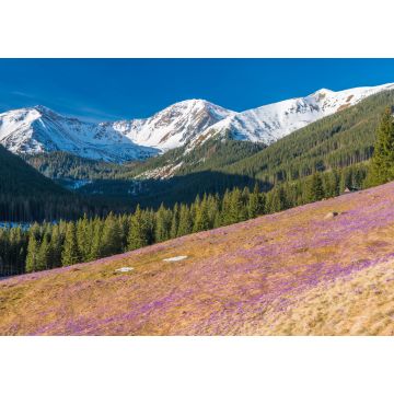 Lais Puzzle - Tatra-Gebirge, Polen, Krokusse im Chocholowska-Tal - 1.000 Teile