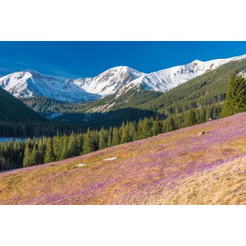Lais Puzzle - Tatra-Gebirge, Polen, Krokusse im Chocholowska-Tal - 2.000 Teile