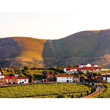 Lais Puzzle - Blick auf einen Weinberg im Dorf Provesende in der Region Douro-Tal, Portugal - 40, 100, 200, 500, 1.000 & 2.000 Teile