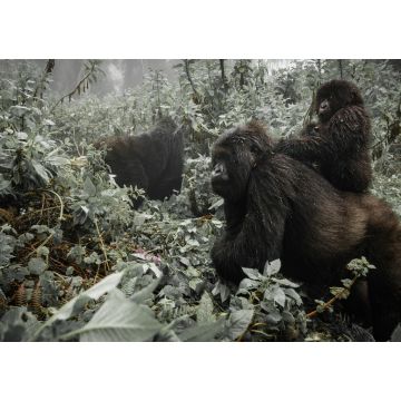 Lais Puzzle - Ein weiblicher Berggorilla mit einem Baby in Ruanda - 1.000 Teile