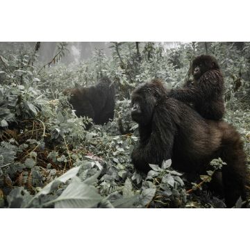 Lais Puzzle - Ein weiblicher Berggorilla mit einem Baby in Ruanda - 2.000 Teile