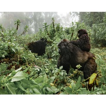 Lais Puzzle - Ein weiblicher Berggorilla mit einem Baby in Ruanda - 40, 100, 200, 500, 1.000 & 2.000 Teile