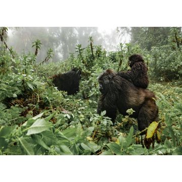 Lais Puzzle - Ein weiblicher Berggorilla mit einem Baby in Ruanda - 1.000 Teile