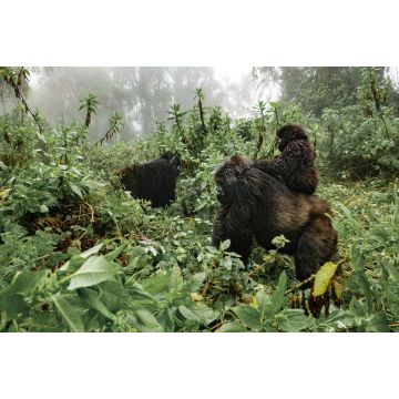 Lais Puzzle - Ein weiblicher Berggorilla mit einem Baby in Ruanda - 2.000 Teile