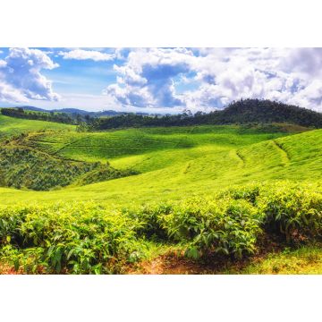 Lais Puzzle - Schöne Teefelder in Ruanda - 1.000 Teile