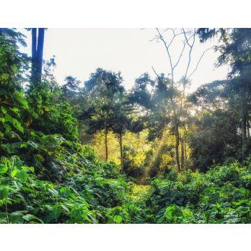 Lais Puzzle - Regenwald, Ruanda, Afrika - 40, 100, 200, 500, 1.000 & 2.000 Teile