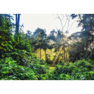 Lais Puzzle - Regenwald, Ruanda, Afrika - 1.000 Teile