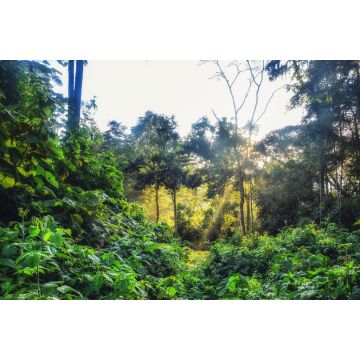 Lais Puzzle - Regenwald, Ruanda, Afrika - 2.000 Teile