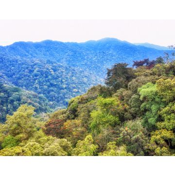 Lais Puzzle - Tropischer Regenwald im Nyungwe-Nationalpark, Ruanda - 40, 100, 200, 500, 1.000 & 2.000 Teile