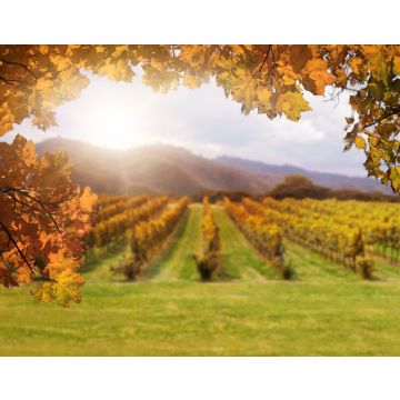 Lais Puzzle - Herbstlaub mit verschwommenem Weinberg im Hintergrund in Siebenbürgen, Rumänien - 40, 100, 200, 500, 1.000 & 2.000 Teile