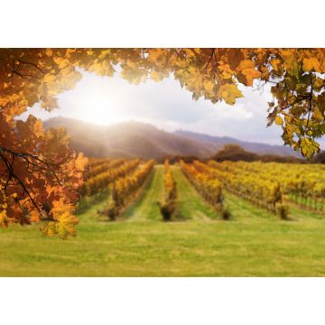 Lais Puzzle - Herbstlaub mit verschwommenem Weinberg im Hintergrund in Siebenbürgen, Rumänien - 1.000 Teile