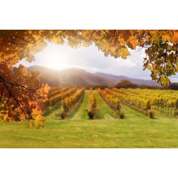 Lais Puzzle - Herbstlaub mit verschwommenem Weinberg im Hintergrund in Siebenbürgen, Rumänien - 2.000 Teile