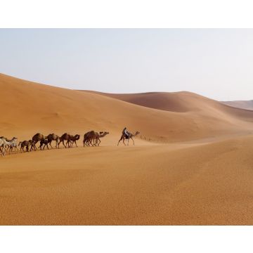 Lais Puzzle - Ein Mann führt eine Kamelkarawane in der Wüste von Riyadh, Saudi-Arabien - 40, 100, 200, 500, 1.000 & 2.000 Teile
