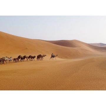 Lais Puzzle - Ein Mann führt eine Kamelkarawane in der Wüste von Riyadh, Saudi-Arabien - 1.000 Teile