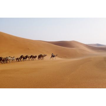 Lais Puzzle - Ein Mann führt eine Kamelkarawane in der Wüste von Riyadh, Saudi-Arabien - 2.000 Teile