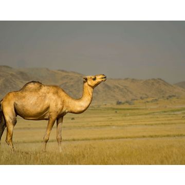 Lais Puzzle - Ein schönes Kamel aus Jeddah, Saudi-Arabien - 40, 100, 200, 500, 1.000 & 2.000 Teile