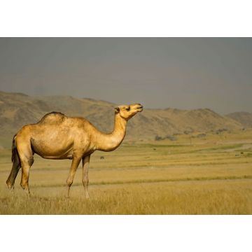 Lais Puzzle - Ein schönes Kamel aus Jeddah, Saudi-Arabien - 1.000 Teile