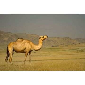 Lais Puzzle - Ein schönes Kamel aus Jeddah, Saudi-Arabien - 2.000 Teile