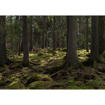 Lais Puzzle - Baum-Wald-Landschaft. Waldtherapie und Stressabbau. Farnebofjarden-Nationalpark in Schweden - 1.000 Teile