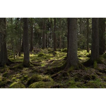 Lais Puzzle - Baum-Wald-Landschaft. Waldtherapie und Stressabbau. Farnebofjarden-Nationalpark in Schweden - 2.000 Teile