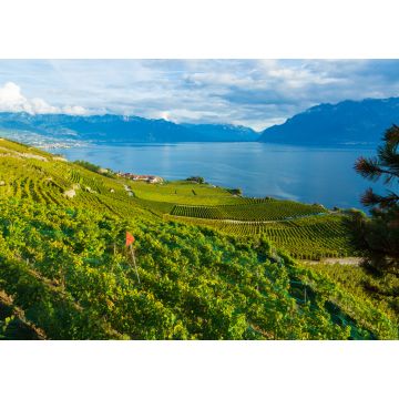 Lais Puzzle - Lavaux, Schweiz: Genfersee und Schweizer Alpenlandschaft von den Weinbergterrassen des Lavaux im Kanton Waadt aus gesehen - 1.000 Teile