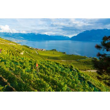 Lais Puzzle - Lavaux, Schweiz: Genfersee und Schweizer Alpenlandschaft von den Weinbergterrassen des Lavaux im Kanton Waadt aus gesehen - 2.000 Teile
