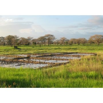 Lais Puzzle - Eine Landschaft in der Nähe von Diouloulou mit Reisanbau in der Region Casamance, Senegal - 1.000 Teile