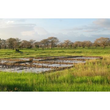 Lais Puzzle - Eine Landschaft in der Nähe von Diouloulou mit Reisanbau in der Region Casamance, Senegal - 2.000 Teile