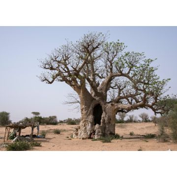 Lais Puzzle - Affenbrotbaum im Inneren des Senegal - 1.000 Teile