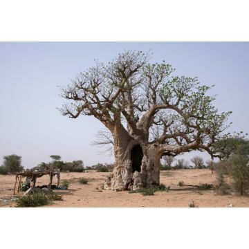 Lais Puzzle - Affenbrotbaum im Inneren des Senegal - 2.000 Teile