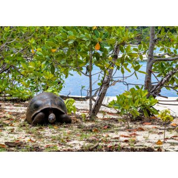 Lais Puzzle - Aldabra-Riesenschildkröte, Curieuse Marine National Park, Curieuse, Seychellen - 1.000 Teile