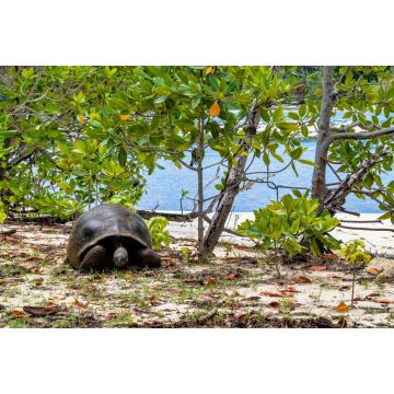 Lais Puzzle - Aldabra-Riesenschildkröte, Curieuse Marine National Park, Curieuse, Seychellen - 2.000 Teile