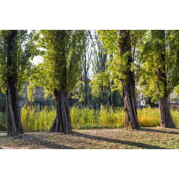 Lais Puzzle - Mestsky oder Stadtpark in der Altstadt von Kosice, Slowakei - 2.000 Teile