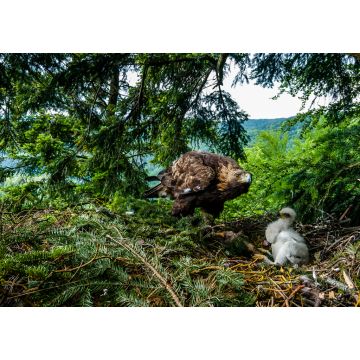 Lais Puzzle - Raubvogel Steinadlerweibchen kümmert sich um ein zwei Wochen altes Küken auf dem Nest im dichten Kiefernwald, Nordslowakei - 1.000 Teile