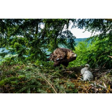 Lais Puzzle - Raubvogel Steinadlerweibchen kümmert sich um ein zwei Wochen altes Küken auf dem Nest im dichten Kiefernwald, Nordslowakei - 2.000 Teile