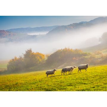 Lais Puzzle - Eine Herde grasender Schafe auf einer Wiese im Vordergrund einer nebligen Landschaft am Herbstmorgen, Slowakei, Europa - 1.000 Teile