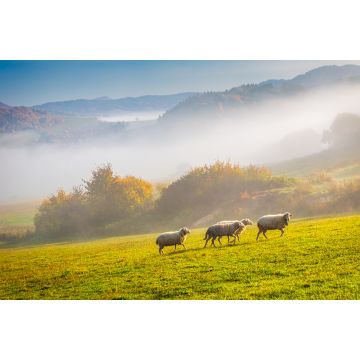 Lais Puzzle - Eine Herde grasender Schafe auf einer Wiese im Vordergrund einer nebligen Landschaft am Herbstmorgen, Slowakei, Europa - 2.000 Teile