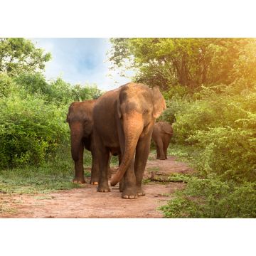 Lais Puzzle - Große asiatische Elefanten im Udawalawe-Nationalpark, Sri Lanka - 1.000 Teile