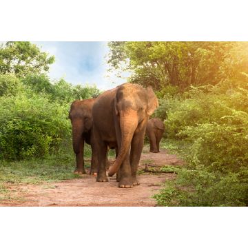 Lais Puzzle - Große asiatische Elefanten im Udawalawe-Nationalpark, Sri Lanka - 2.000 Teile