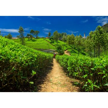 Lais Puzzle - Teeplantagen und Fabrik in Sri Lanka - 1.000 Teile