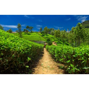Lais Puzzle - Teeplantagen und Fabrik in Sri Lanka - 2.000 Teile